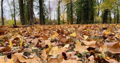 A Deepwood Drive yard along Little River in October 2022. (Hoptown Chronicle photo by Jennifer P. Brown)