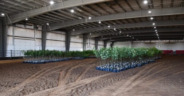 Trees inside Christian County Extension