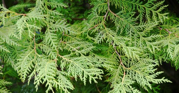 cedar tree limb