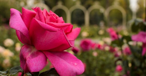 rose feature