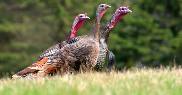 three turkeys running