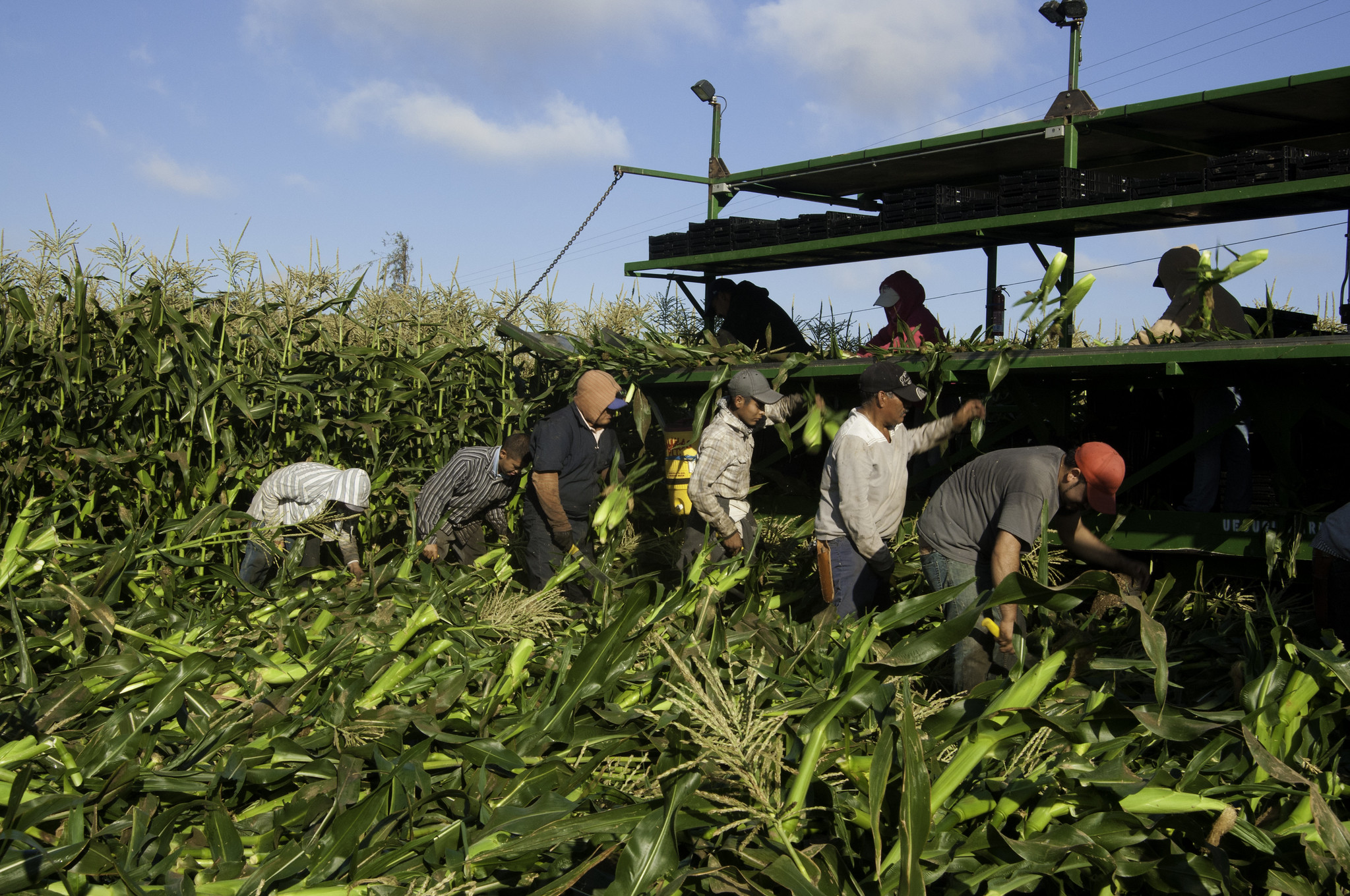 Migrant farm workers in field