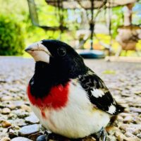 grosbeak