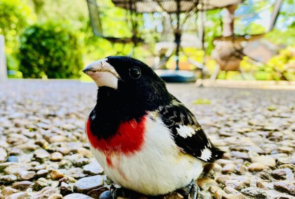 grosbeak