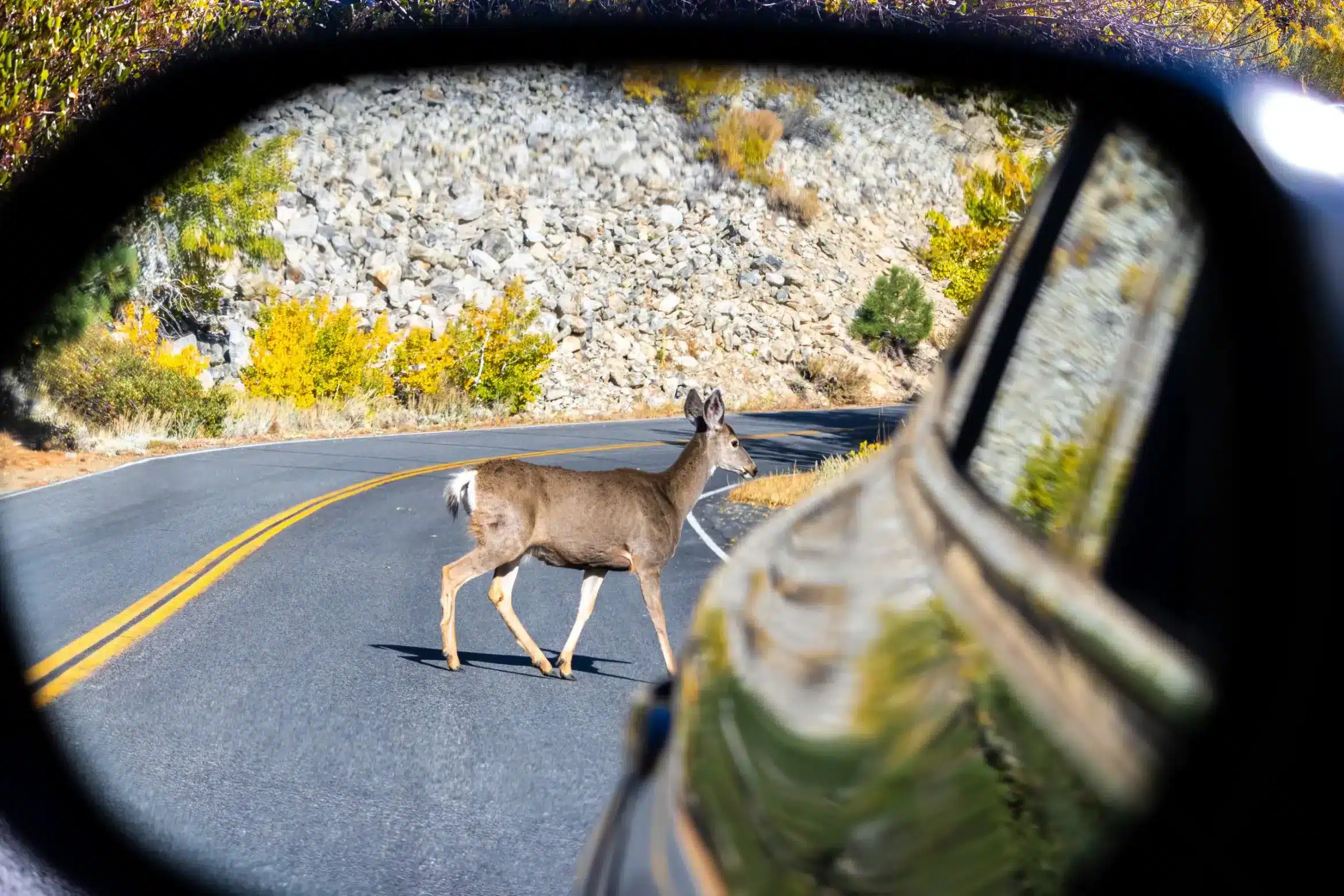 deer in car mirror