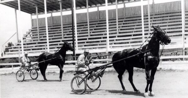 Harness horses feature