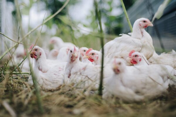 chickens