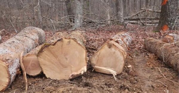 land between the lakes logging