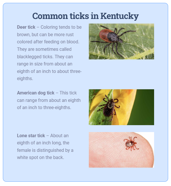 kentucky tick graphic