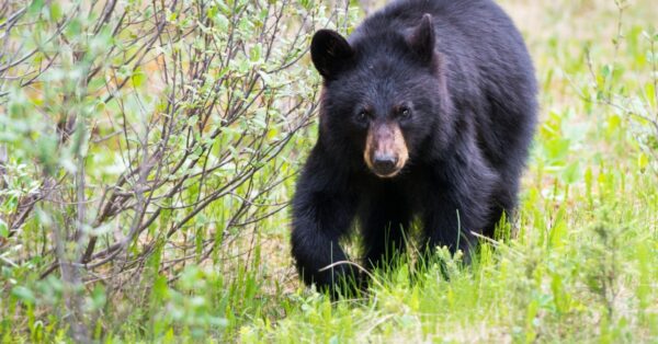black bears