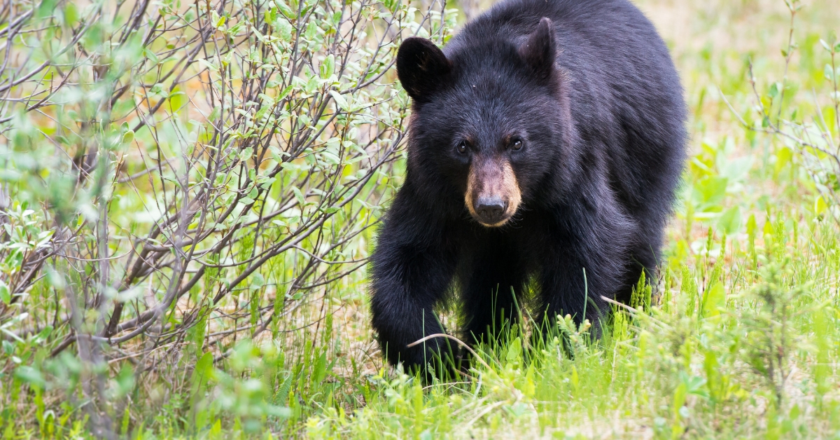 Black bears are powerful climbers and can run at speeds of nearly 35 mph for shorts bursts. (Canva photo)