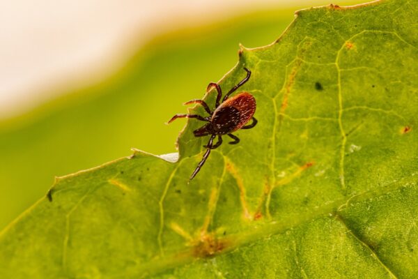 tick on leaf