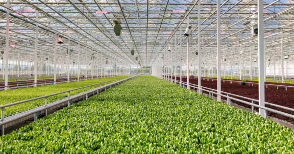 Appharvest Berea
