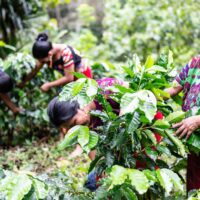 women farming in Guatemala