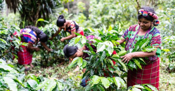 women farming in Guatemala