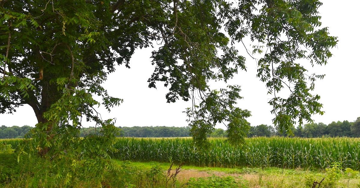 Corn growing on July 24, 2023, in field off Bennettstown Road between Herndon and LaFayette. (Hoptown Chronicle photo by Jennifer P. Brown)