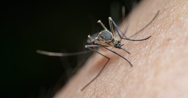 mosquito