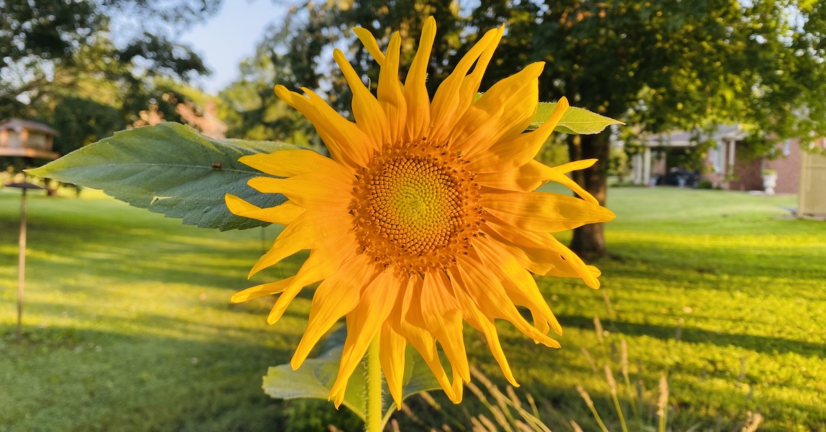 A sunflower that sprouted from birdseed blooms in July 2023 in a Hopkinsville lawn. (Hoptown Chronicle photo by Jennifer P. Brown)