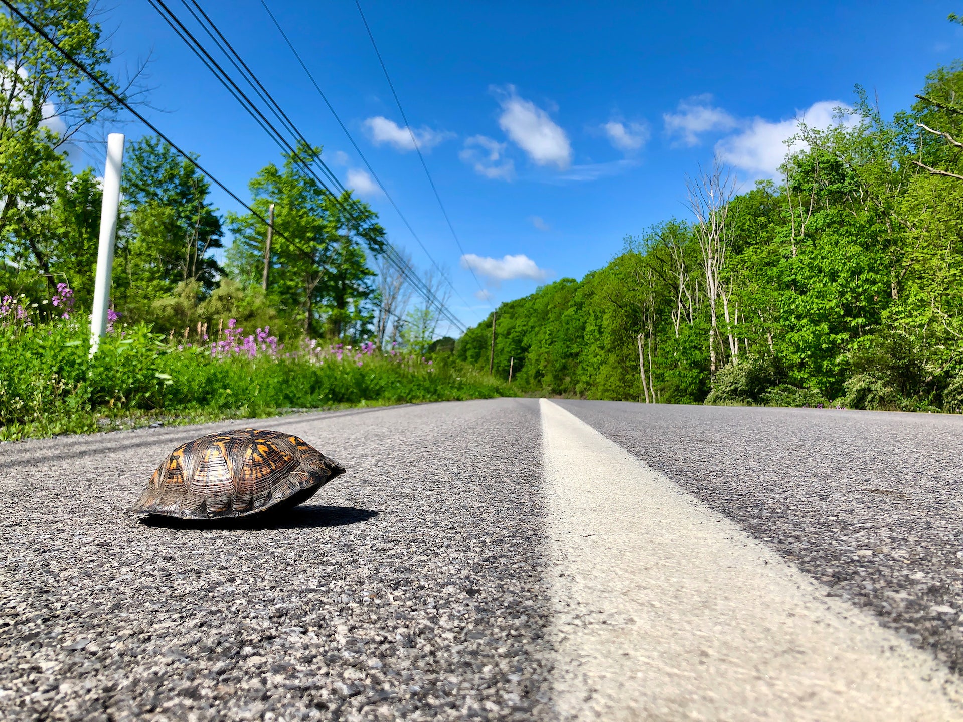 turtle crossing road