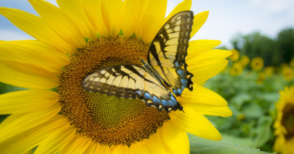 sunflower butterfly