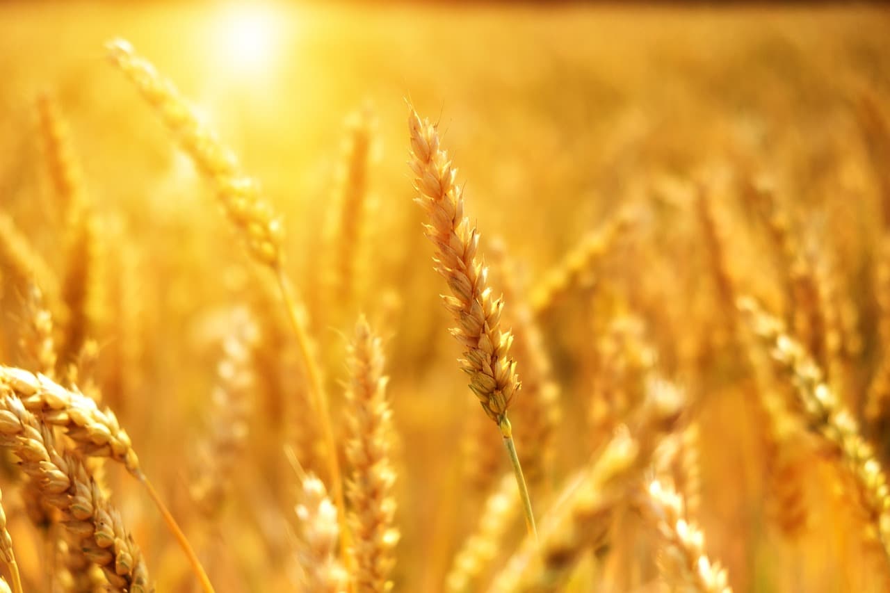 sunny wheat