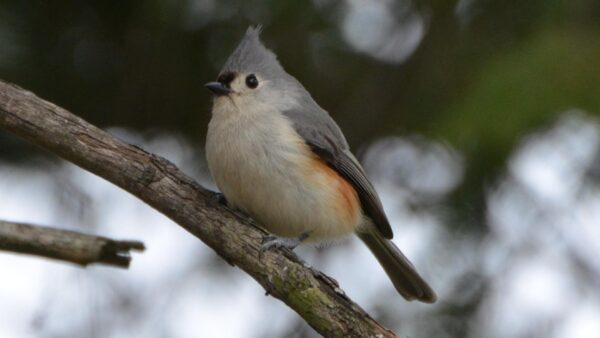 tufted titmouse on branch
