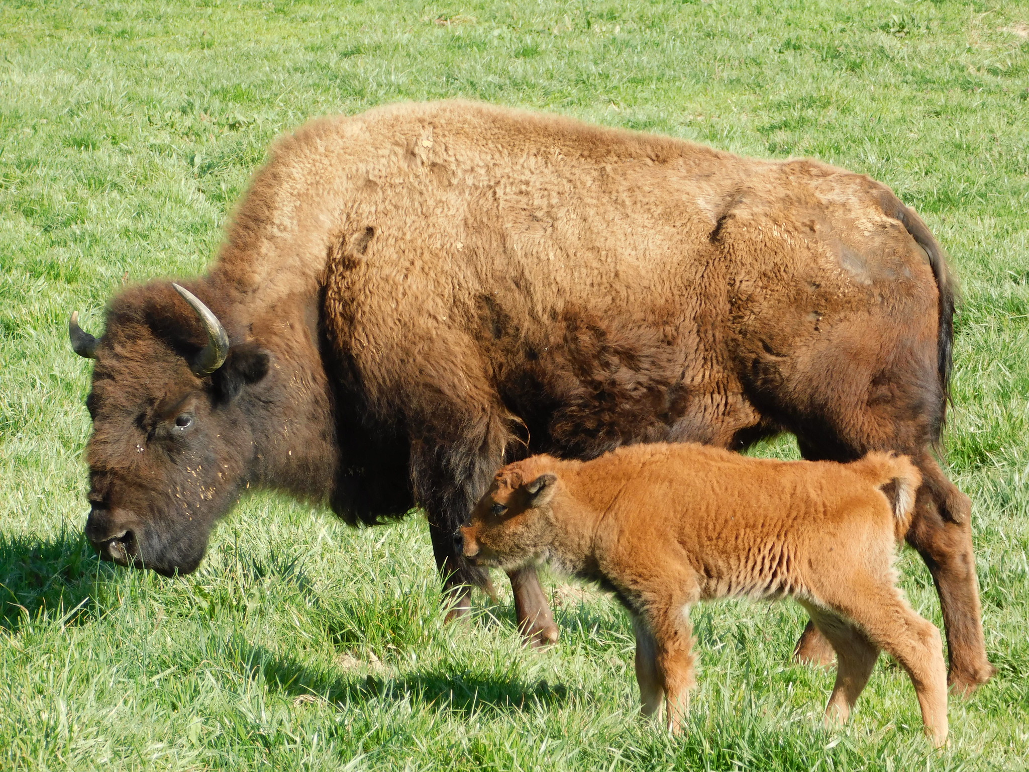 bison and bison calf