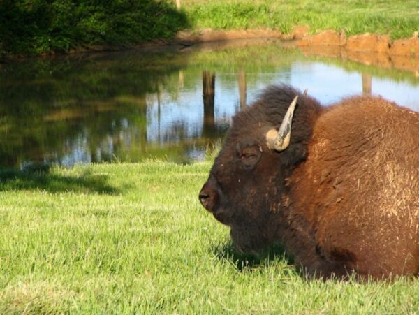 bison lbl