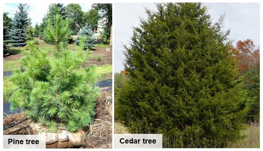 pine and cedar tree comparison
