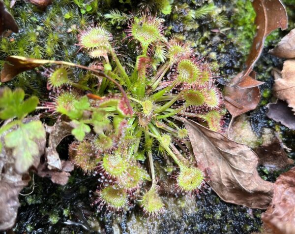 carnivore plant
