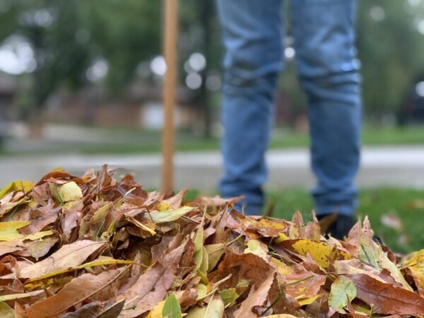 leaves with rake in background