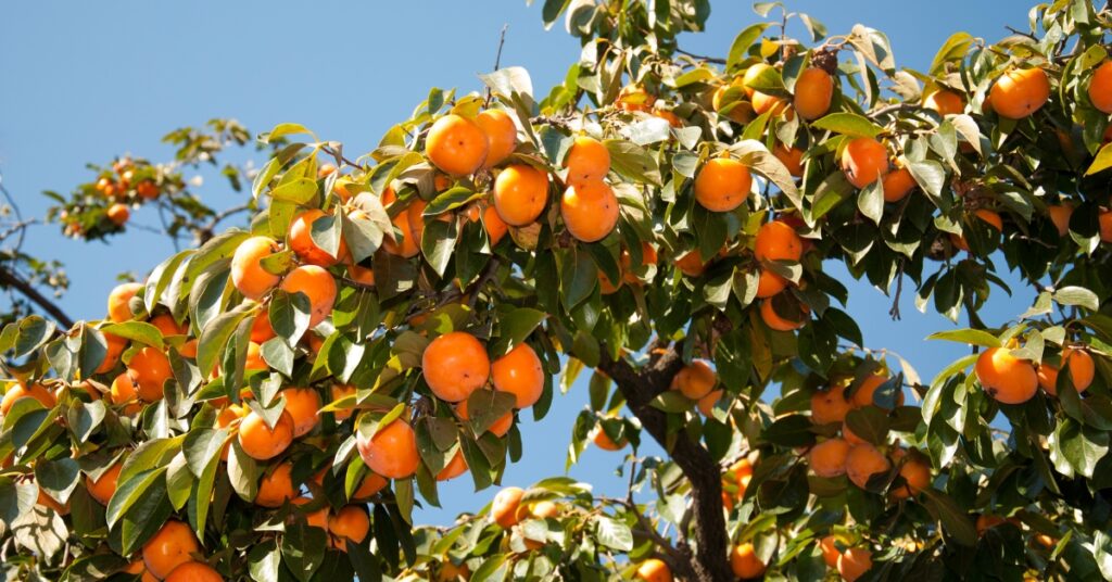 persimmon