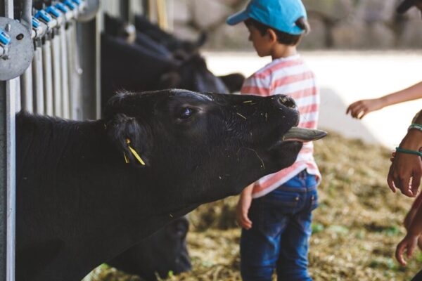 cow sticking out tongue