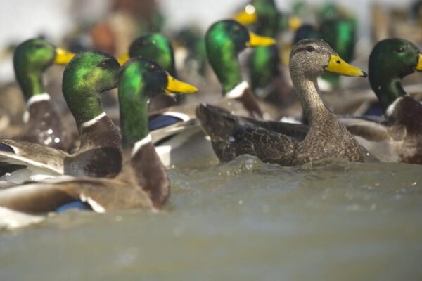 ducks