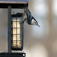 white-breasted nuthatch at a bird feeder