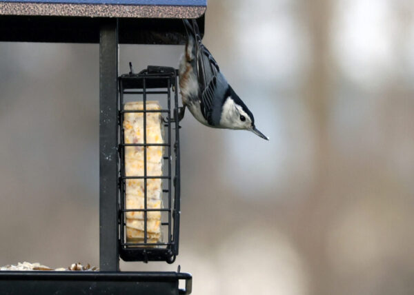 white-breasted nuthatch at a bird feeder