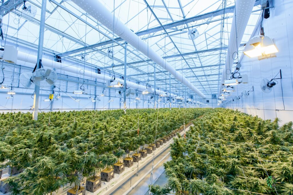 marijuana grow facility