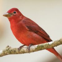 Male summer tanager