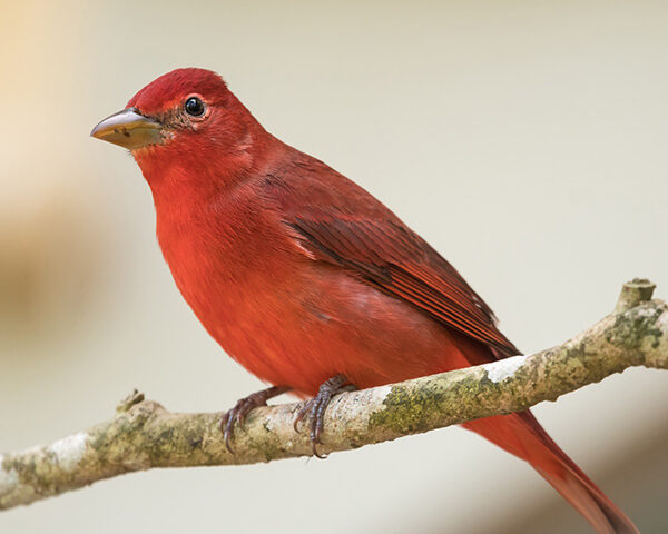 Male summer tanager
