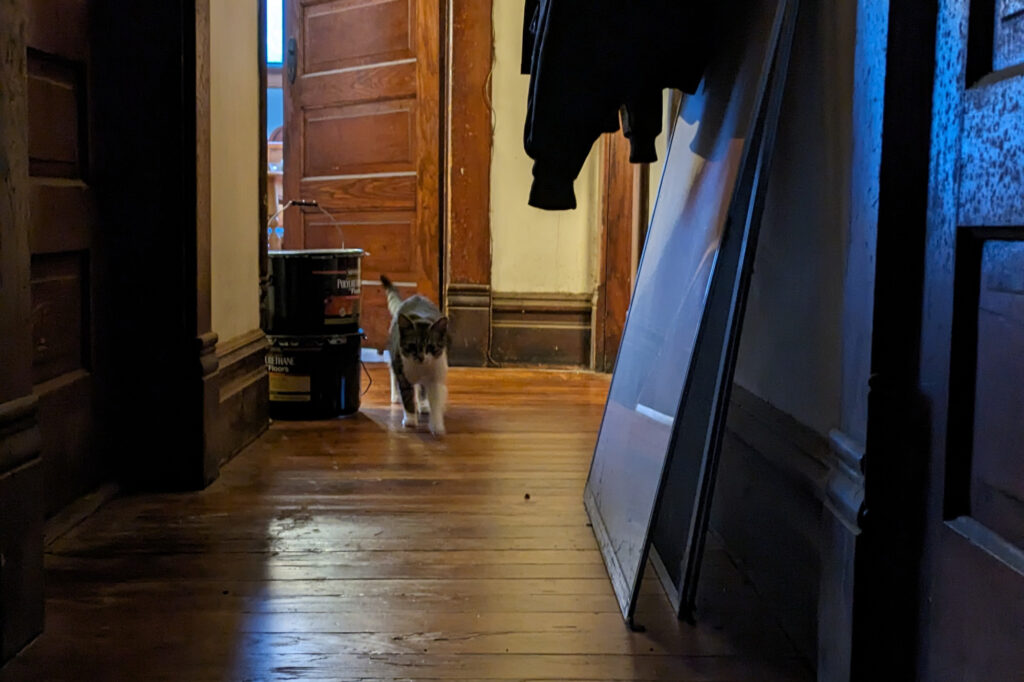 cat in hallway