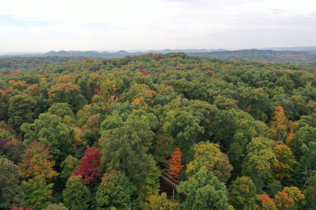 Bernheim Forest