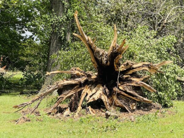 storm Memorial weekend roots