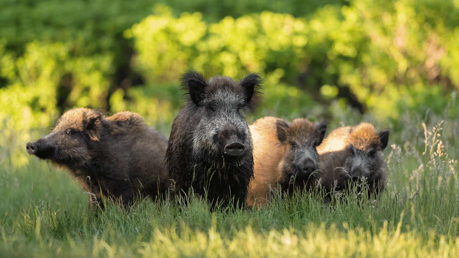 A herd of wild swine is called a sounder. (USDA photo)