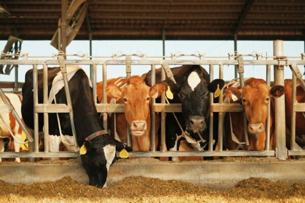 dairy farm cows