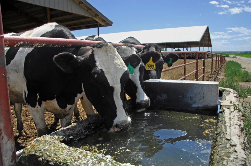 cattle drinking