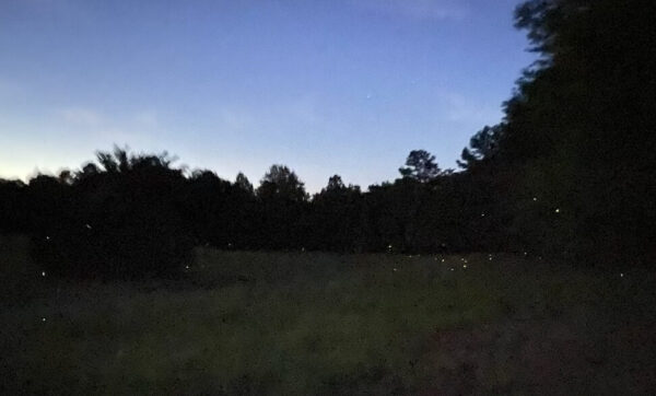 fireflies