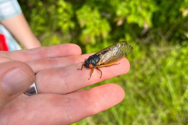 cicada on hand