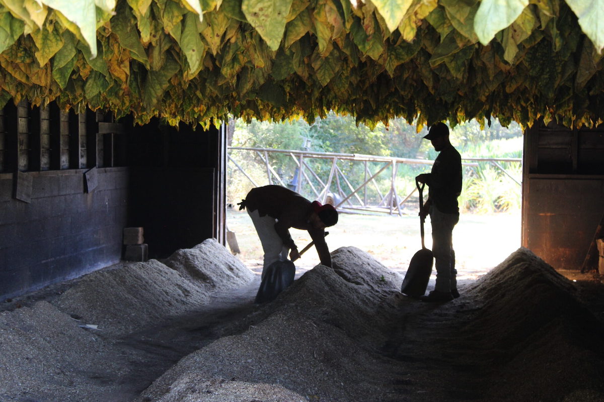 Two men get ready to light fires in one of Terry Orr’s tobacco barns. (Murray Sentinel photo by Jessica Paine)