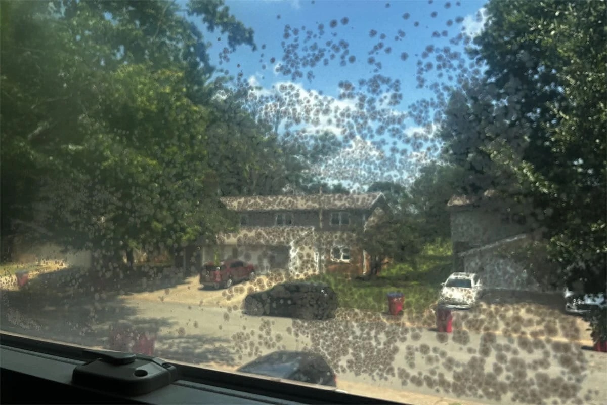 mold on a window