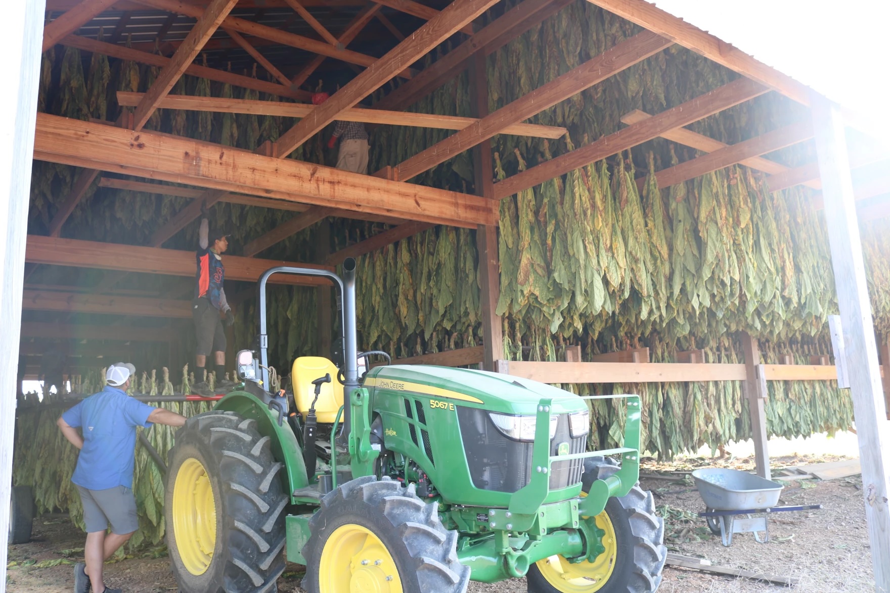 tobacco farm barn